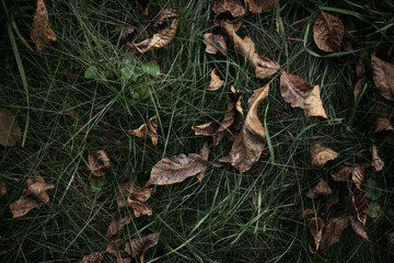 mushroom in the forest