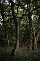 Obraz premium trees in the woods