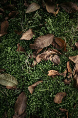 frog in the forest