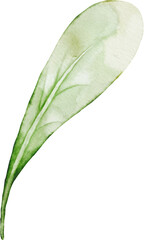 Watercolor Leaves Berries Elements