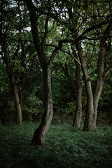 Fototapeta premium trees in the woods
