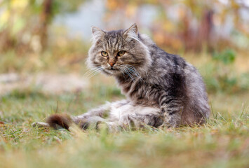 A cat is sitting on the grass and looking at the camera