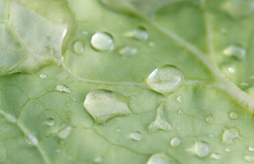A leaf with water droplets on it