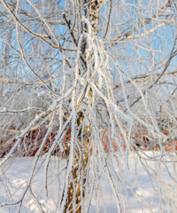 A branch covered in frost and snow