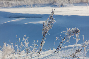 Naklejka premium A snow covered field with a few plants and a small patch of grass