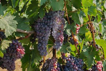 Cluster of red grapes on grapevine, ready for harvest. Perfect for organic agriculture, healthy...