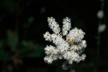 暗い雑木林の中に白く華やぐイヌショウマ穂状花序（ストロボ＋マクロ撮影）