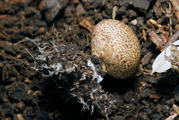 小さなゴマ団子のような丸いヒメカタショウロキノコ（頭部と白い菌根・ストロボ＋マクロ撮影）