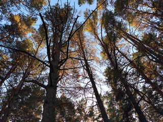 The sky is blue and the trees are bare