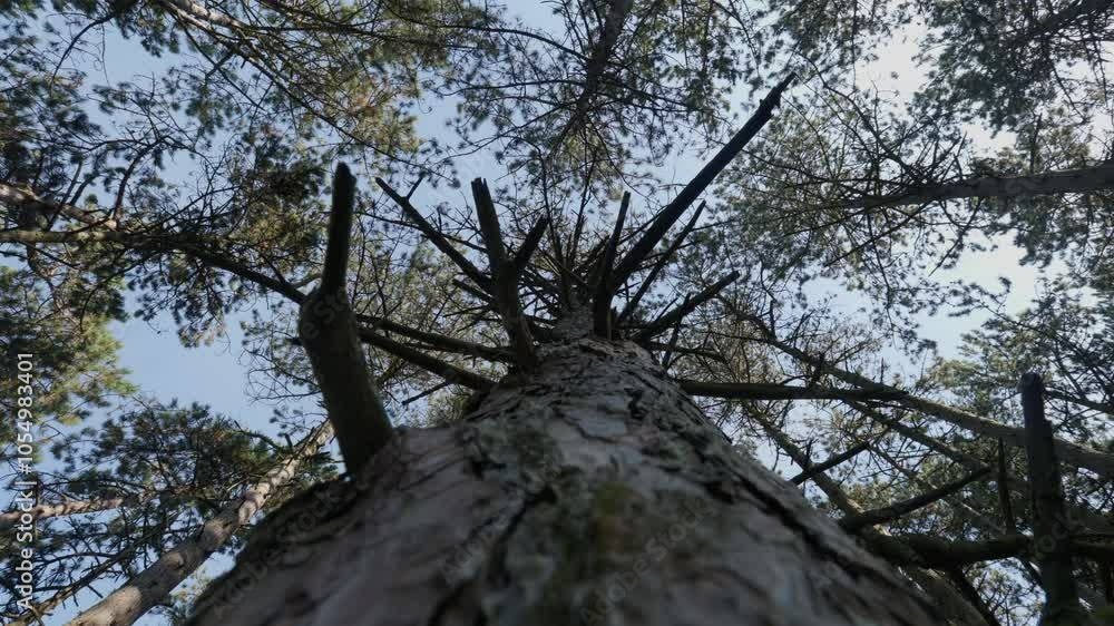 Poster tall pine tree trunk stretching upwards towards the sky in a serene forest setting