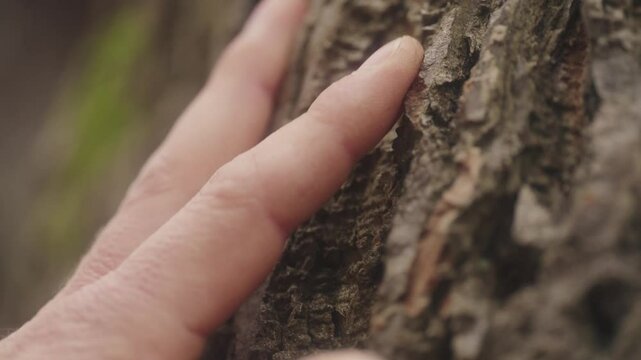 Male hand touches tree bark