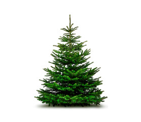 Tannebaum freigestellt auf weißem Hintergrund