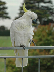 Australian cockatoo on metal fence