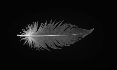 Obraz premium A Single Feather on a Dark Background