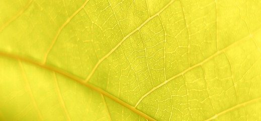 Natural background photos are suitable for use as banner or poster backgrounds and product photos.