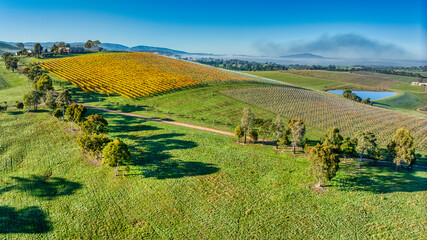 Rolling vineyard in the Yarra Valley near Yarra Glen with early morning fog