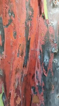 Vertical motion footage of the bark pattern of the Leda tree or Eucalyptus deglupta, commonly known as rainbow wood, leda, garang or aren. Background pattern. The bark of the Eucalyptus deglupta tree.