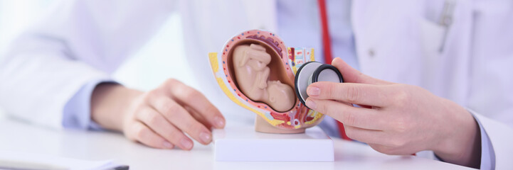 Gynecologist in work uniform holds fetus artificial model