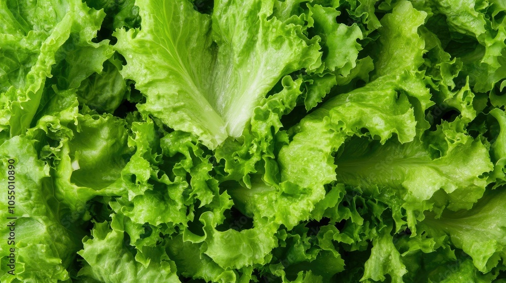 Aufkleber unwashed lettuce leaves covered in invisible germs ready for salad with a deep depth of field
