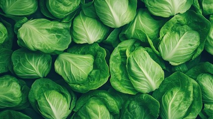 Fototapeta premium Closeup of unwashed lettuce leaves covered in invisible germs ready for careful salad and food safety The deep depth of field highlights the textural details and natural organic patterns of the fresh