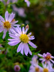 Purple daisy with water droplets