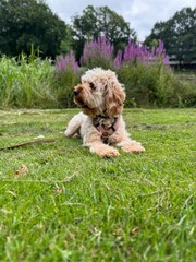 dog in the grass