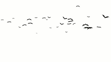 Animation of a flock of black bats flying isolated on white background