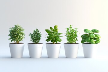 Fototapeta premium Five Potted Herbs in White Pots