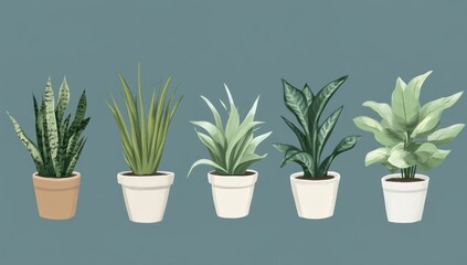 Obraz premium Five Houseplants in Pots