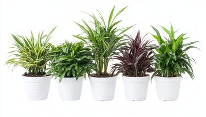 Fototapeta premium Stunning Collection of Potted Houseplants
