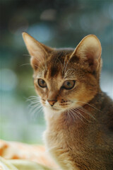 portrait of a brown cat with big eyes