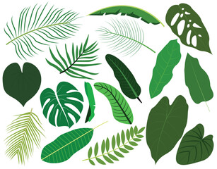 Set of tropical leaves and palm fronds leaf vector illustration.
