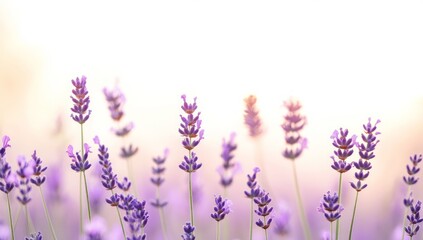 Naklejka premium Lavender Field at Sunset