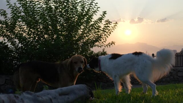 two cute dogs are playing
