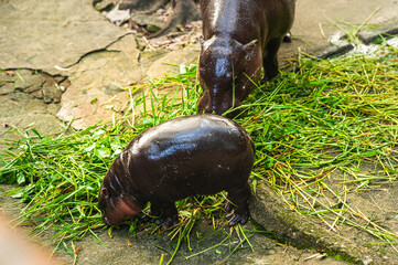Hippos mouth. Although they may appear solitary when feeding, hippos are actually highly social animals. During the hippopotamus' feeding activity, its mouth is opening up to get food into its body