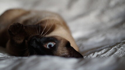 Siamese cat laying in bed, in white linens, peeking with blue eye. Gloomy weather, lazy day