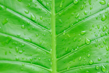 Alocasia, Alocasia macrorrhizos or Alocasia plant pr leaf background and rain droplet
