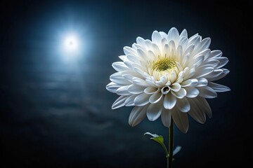 White flower with shallow depth of field illuminated in dark background