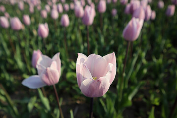 Pink lilac fresh tulip flower close-up in tulip field against blurred tulip flowers background in soft evening light. Romantic nature, natural spring scene, bloom background, texture for design.
