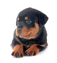 puppy rottweiler in studio