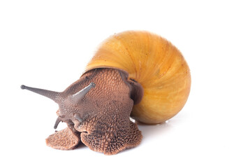 archachatina marginata ovum albina shell