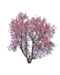 Beautiful Himalayan Cherry (Prunus cerasoides, Sakura)  Cherry pink flower tree. Isolated on white background. This has clipping path 