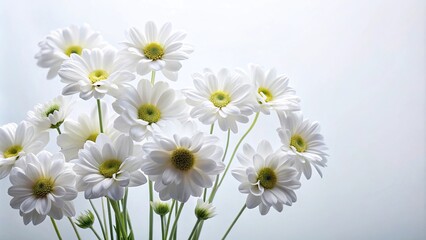 Obraz premium white flowers on white background, wide angle shot