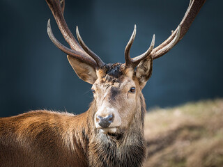 Head of a stag with beautiful large antlers