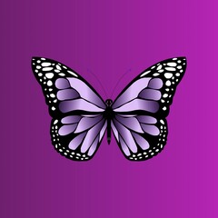 butterfly illustration