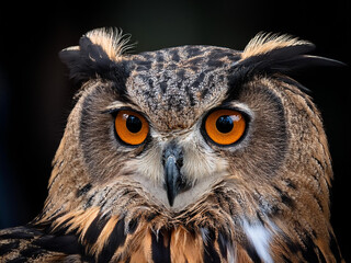 Close-up of an eagle owl head on black background