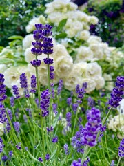 Beautiful English Lavender, White Rose Swani and Clematis Polish Spirit and Hegley in the Garden.