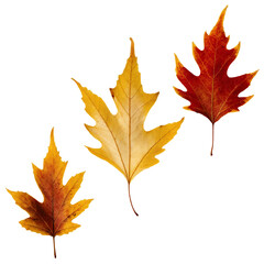 Fototapeta premium Stunning Autumn Leaves on Transparent Background Perfect for Seasonal Designs and Artistic Creations