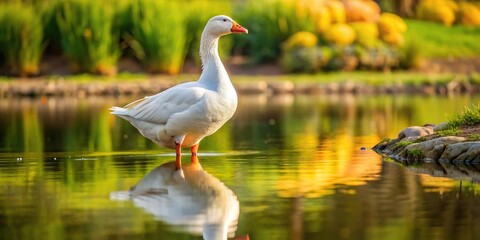 Obraz premium white goose, pond, water, reflection, wildlife, nature, medium shot, single, outdoor, animal, bird, feathers, peaceful, serene, tranquil, close-up, duck, wild, fauna