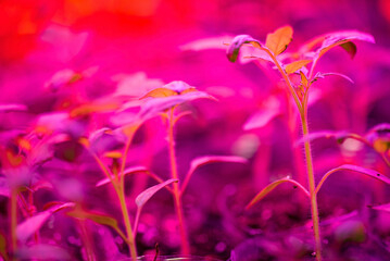 young plants under led lamps